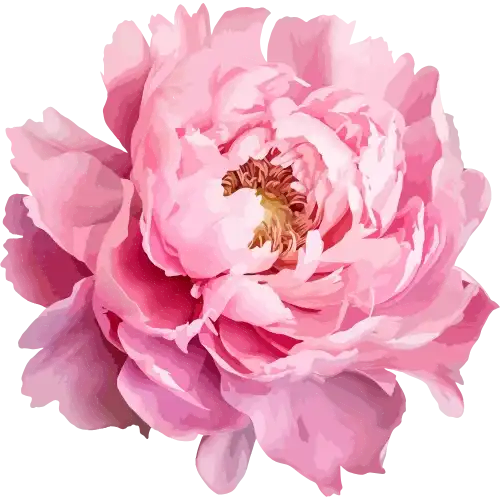 MSM Kosmetika beauty product floral theme illustration – natural skincare products Pakistan