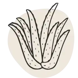 MSM Kosmetika Aloe Vera Extract – best moisturizer for oily skin in Pakistan, natural skincare products Pakistan